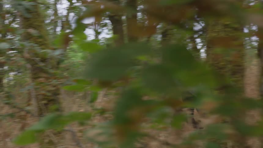 A young woman running quickly through a forest