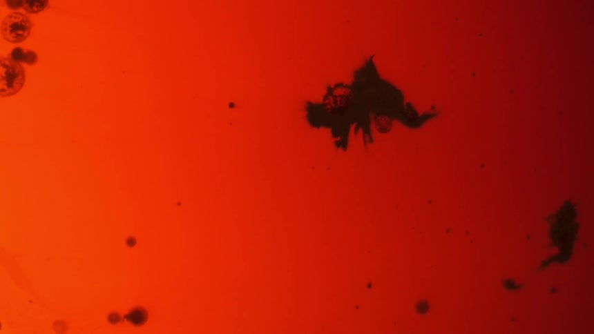 A black splatter floats in red liquid