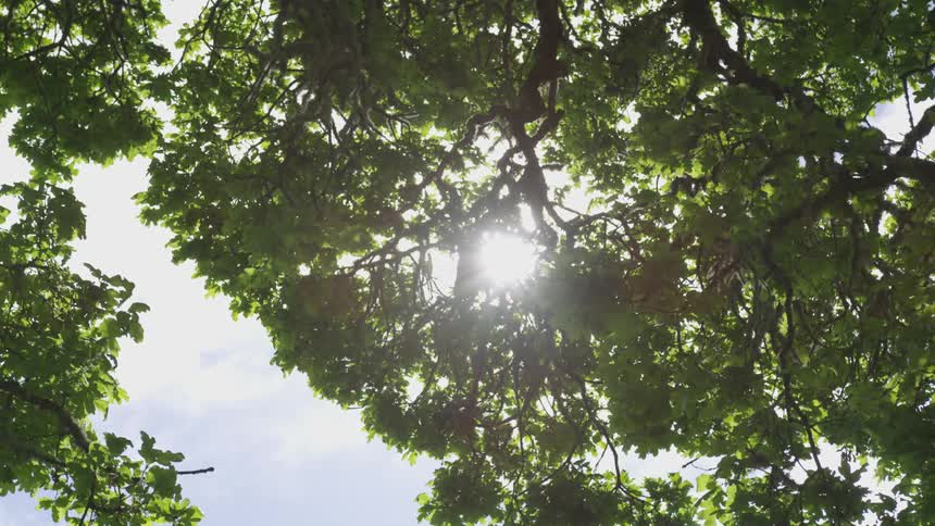 Sunlight filters through the branches of a tall tree