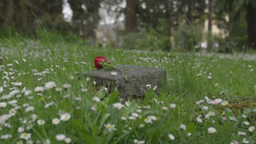 Rose dropped on stone in field of wildflowers