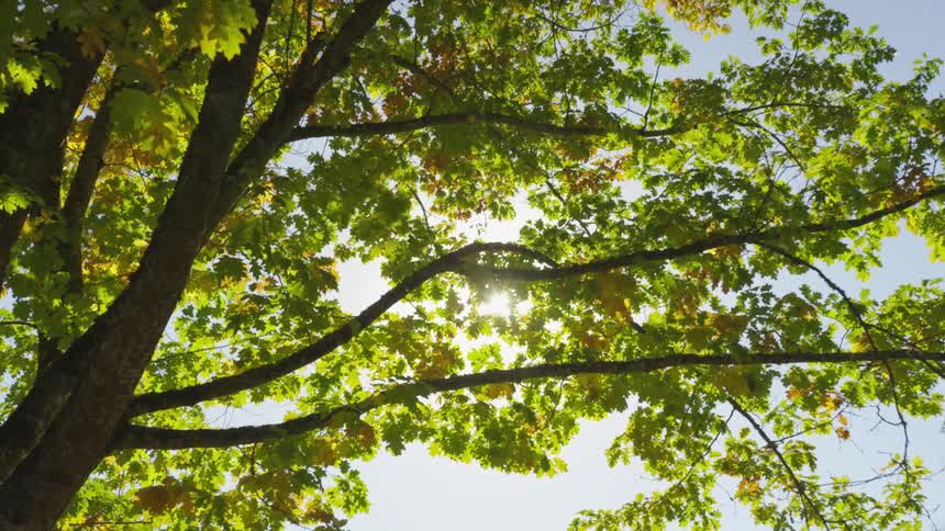 Looking up into the tree you see the sun shining through the leaves