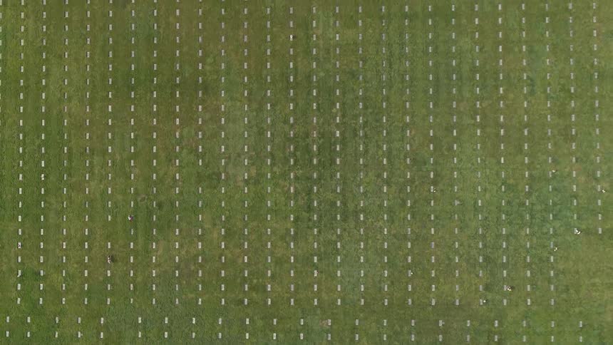 Rows of white on grass