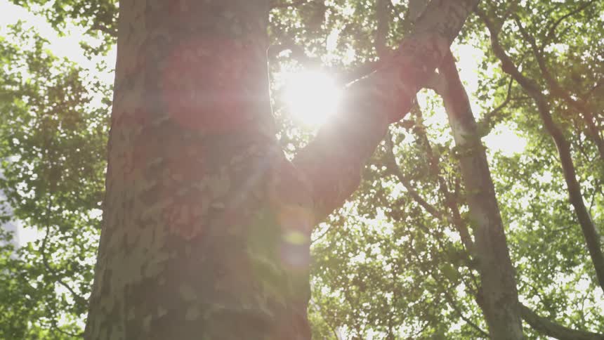 Trees in the forest with the sun and the sky in the background