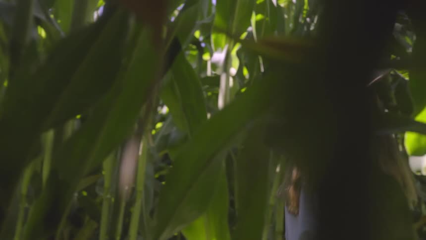 A woman in a hat walks in a corn field