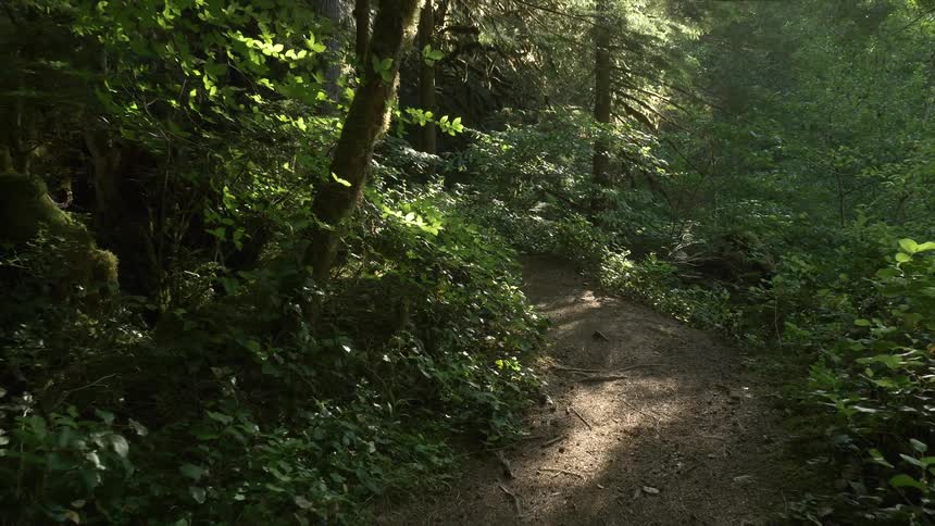 A dirt path through a forest