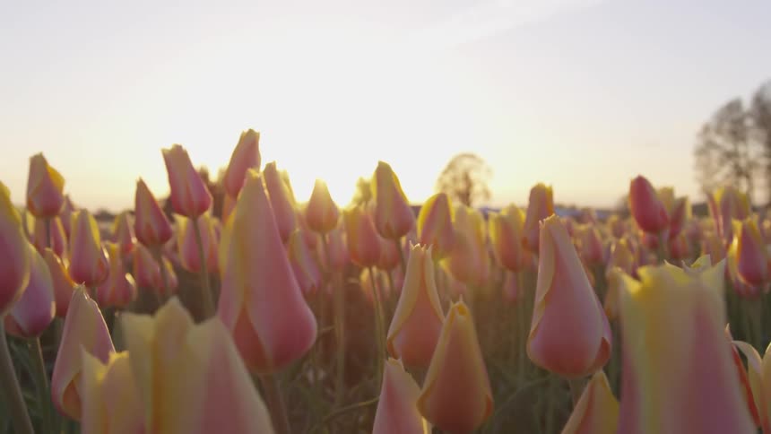 A field of tulips