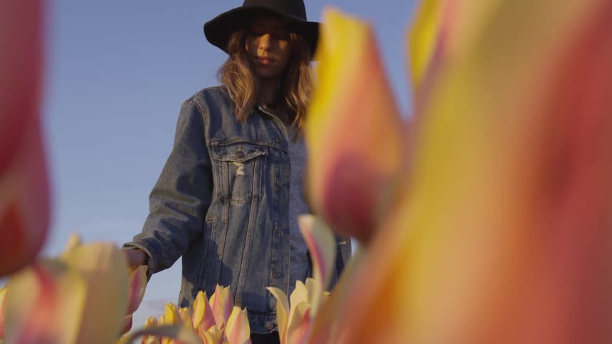 Woman wearing sun hat and denim jacket walks and touches tulips at sunset