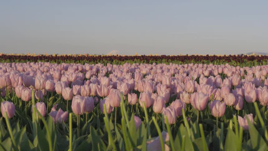 Tulips bloom in a large field