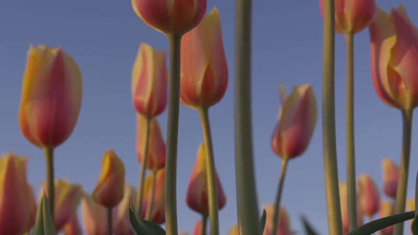 Numerous tulips stand tall under the blue sky