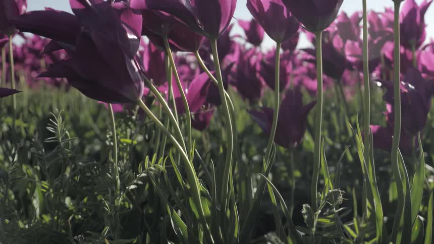 Camera looks through a field of purple flowers