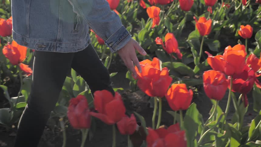 Woman walking through a field of orange tulips