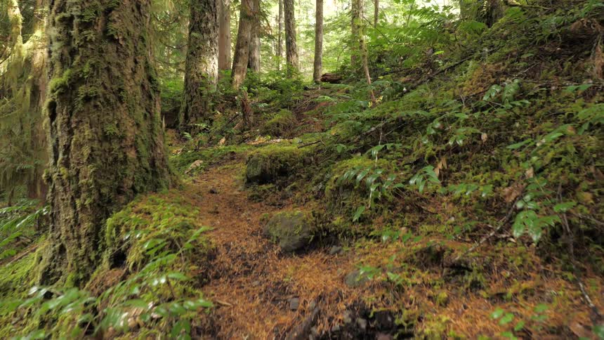 A trail through the forest