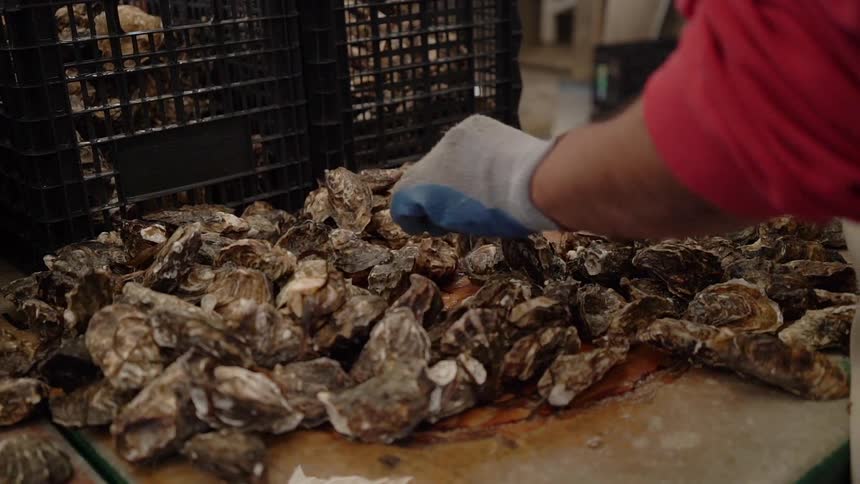 Person sorts through pile of oysters