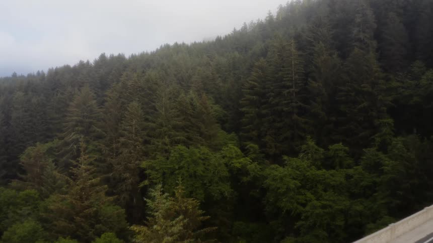 A bridge crosses over a forest