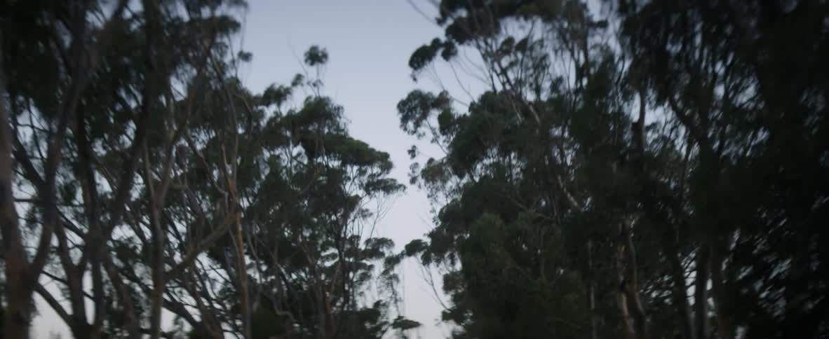 A car drives down a tree lined road