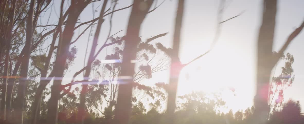 Trees moving from a vehicle window