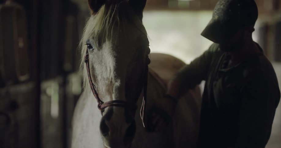 Man wearing cap brushes white horse horse in stable by day