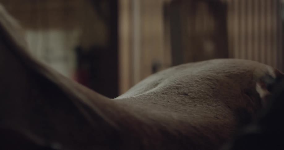 A person brushing a horse in a stable