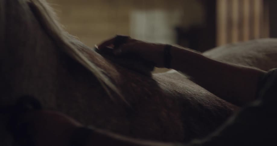 A person brushing a horse