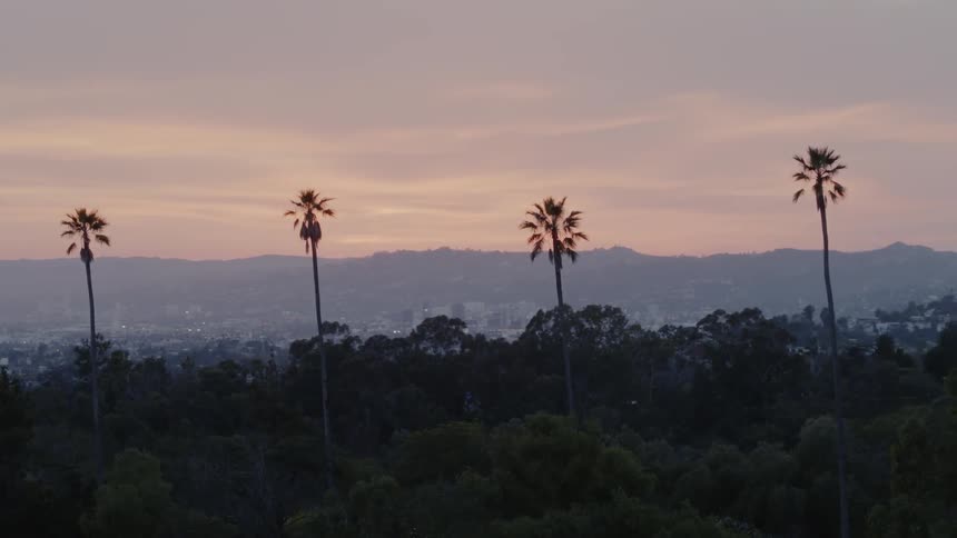 Four palm trees standing taller than the surrounding foliage