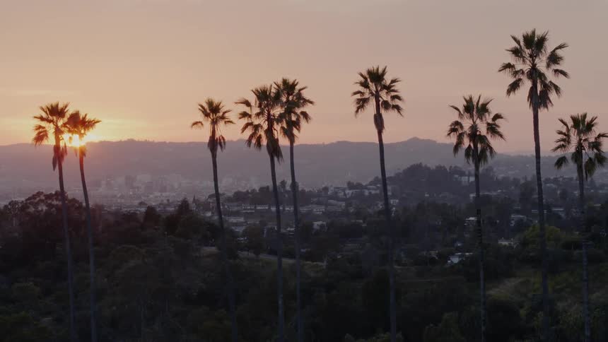An aerial view of tall palm trees in a city at sunset