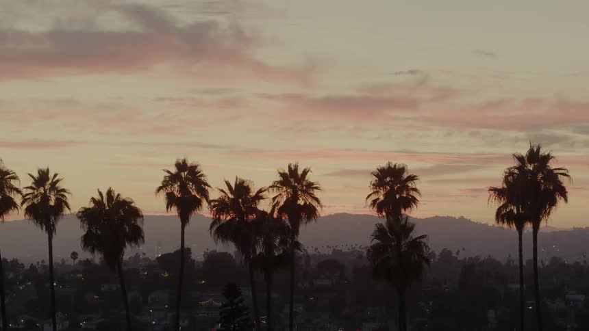An aerial view of palm trees in a city at sunset