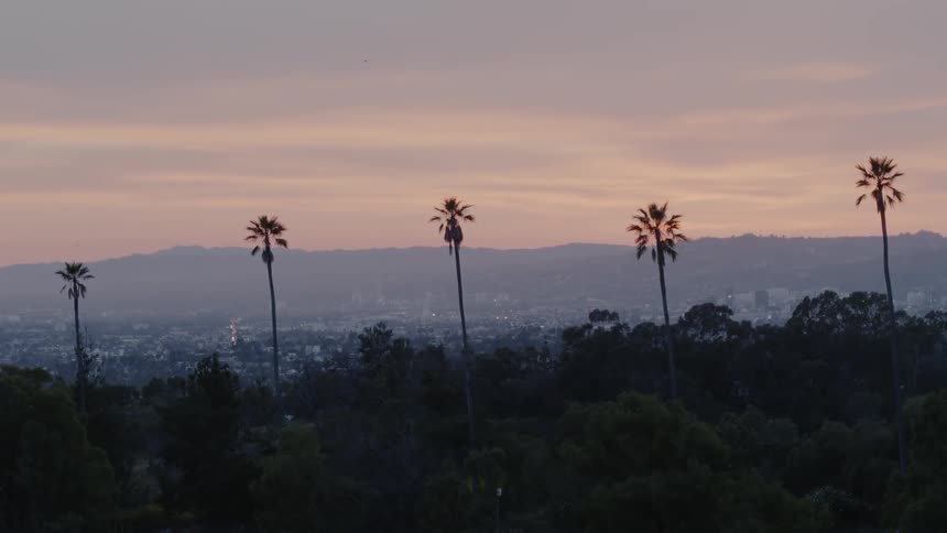 Palm trees over the city