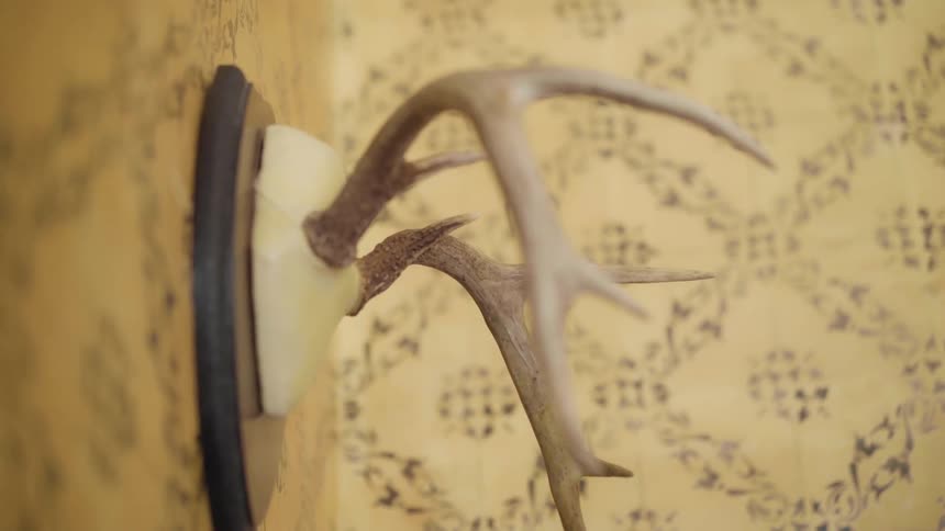Antlers hang on the wall