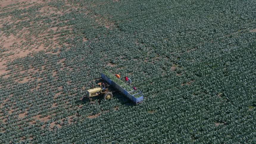 Men in a field behind a tractor picking crops