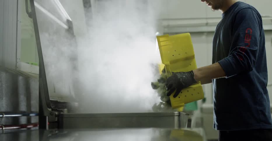Man drops broccoli stalks into freezer