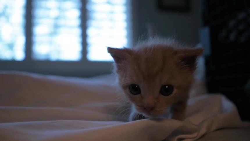 Small Animals