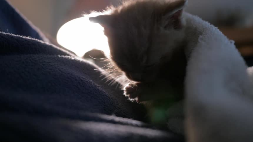 A kitten sits underneath a blanket while licking its paw