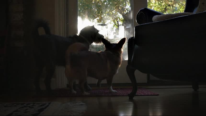 Two dogs stand by a door waiting to go outside