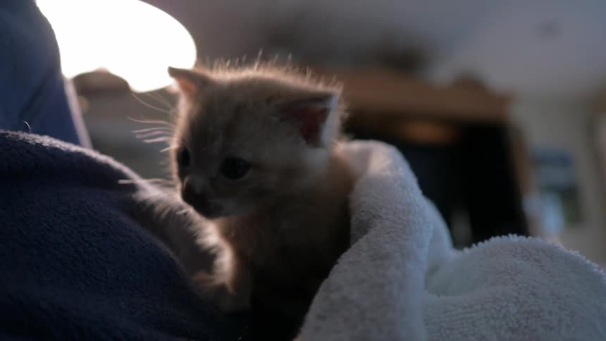 A kitten is cold