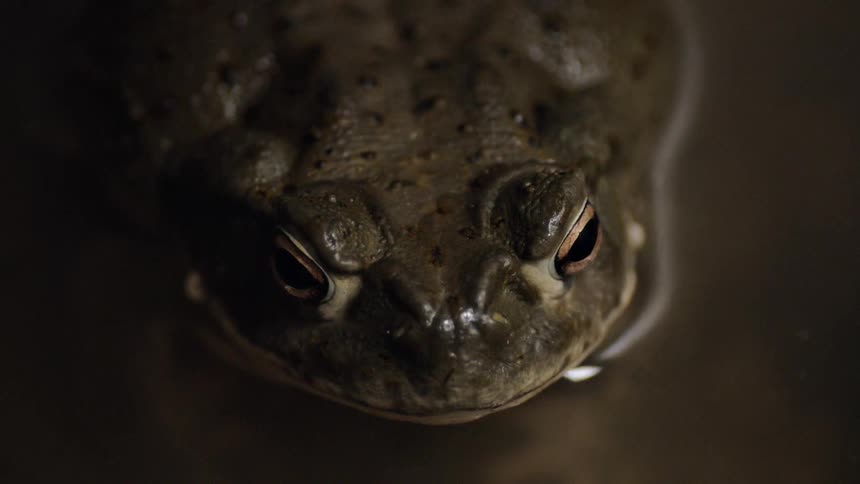A frog rests in shallow water