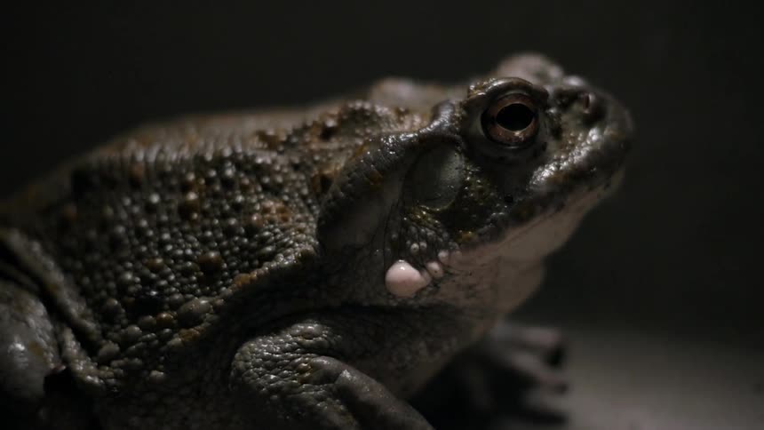 Frog shown in dim light