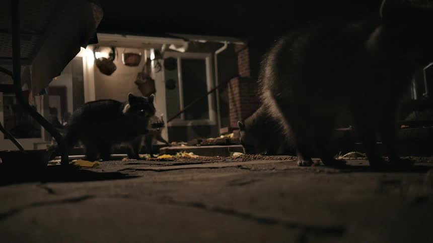 Raccoons outside of a house