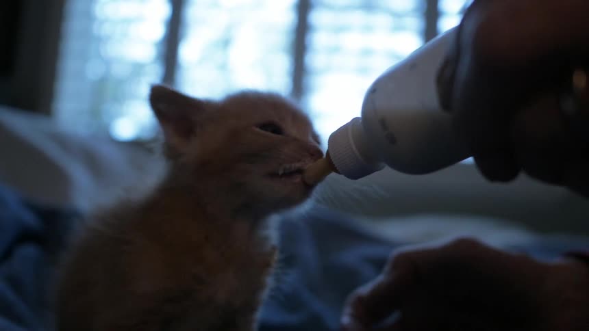 A kitten drinking out of a bottle