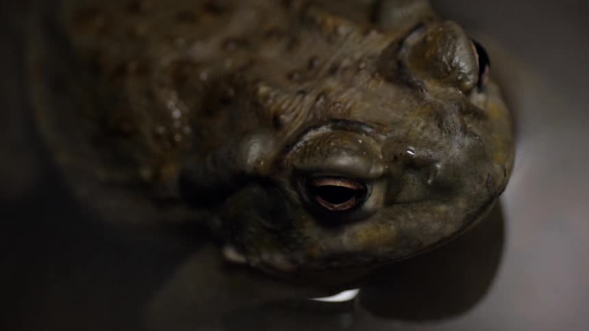 A green frog sits in the water staring