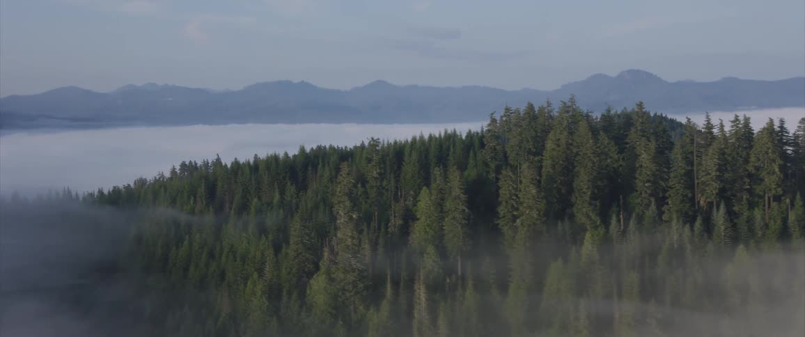 Fog floats above pine trees in a mountain forest