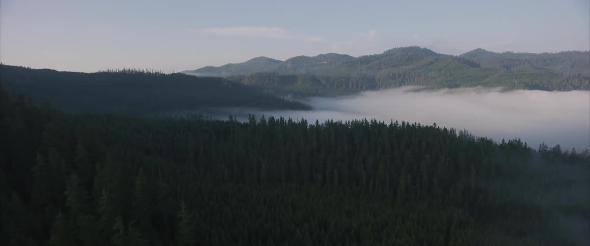 Fog floats above trees in a mountain forest