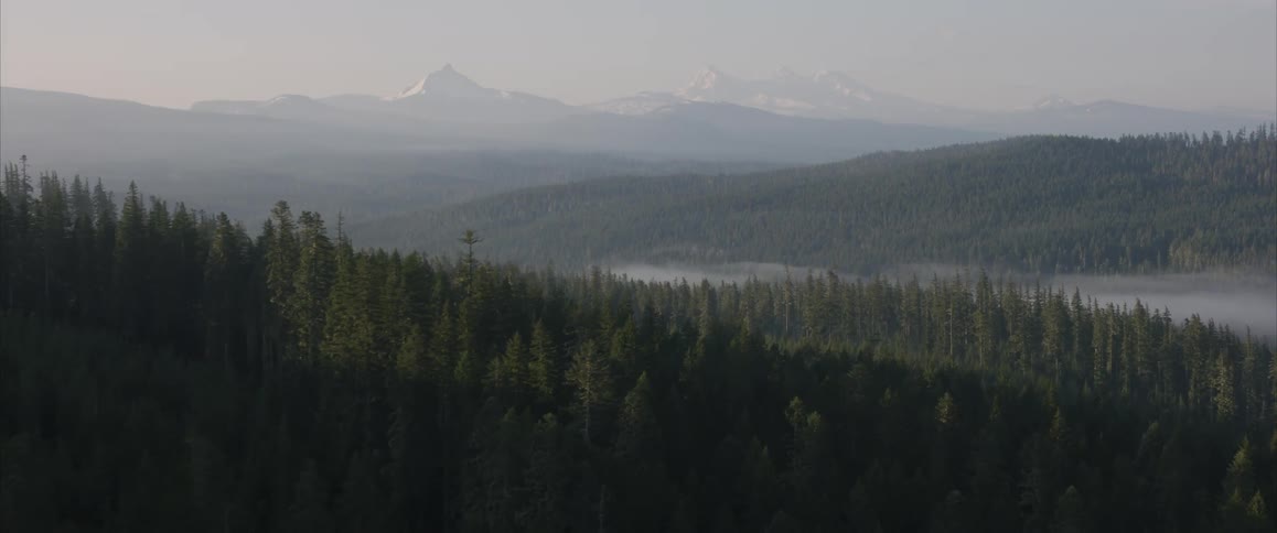 Pine trees cover a mountainside in the wilderness