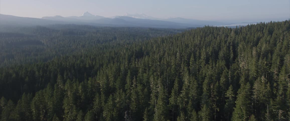 The hills are covered with forests and fog