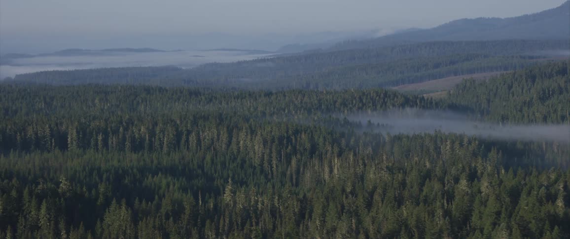 Large forest surrounding a lake