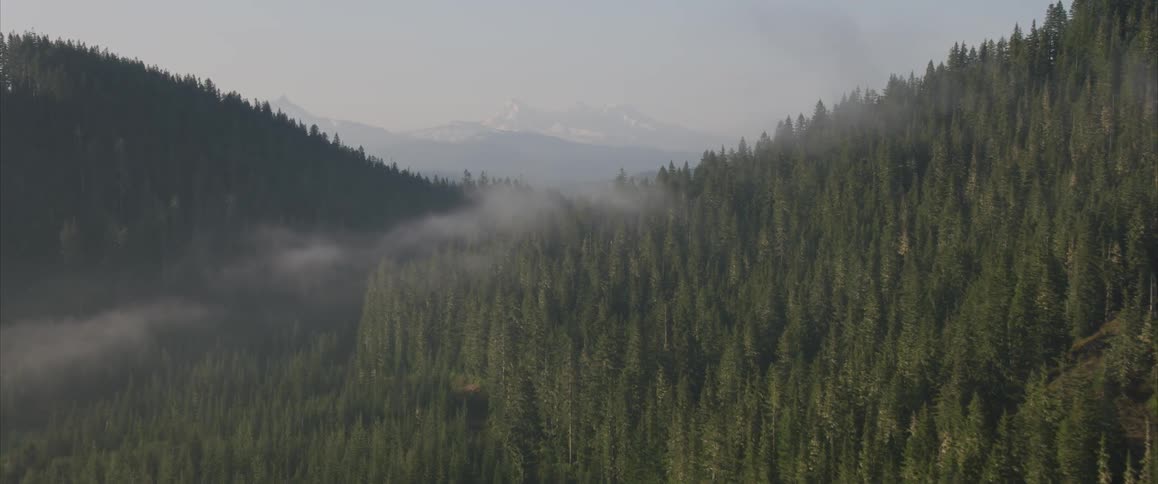 Fog floats above pine trees in a mountain forest
