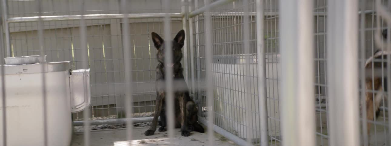 Dogs are behind the fence in the cages