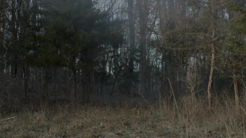 Kids In Forest