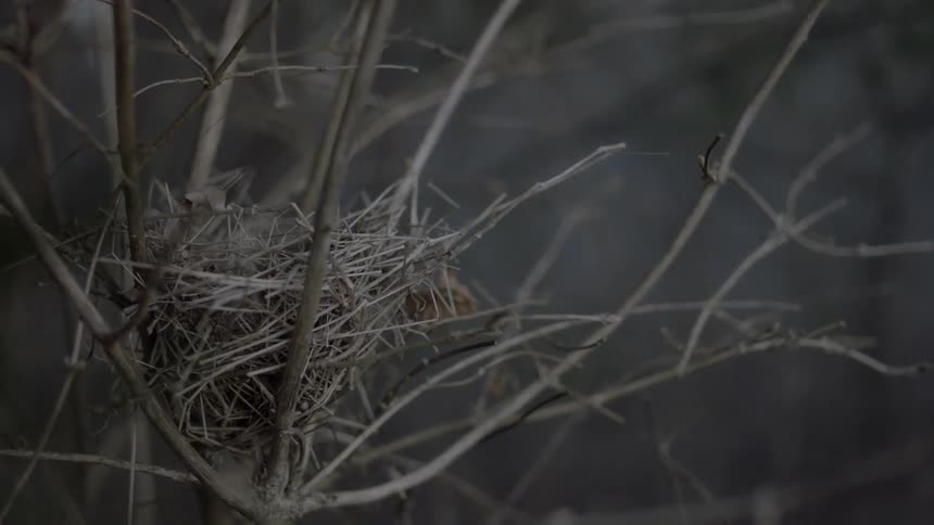 A birds nest is shown
