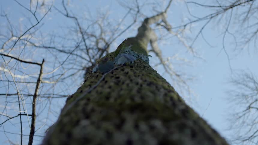 A tree is growing in the woods