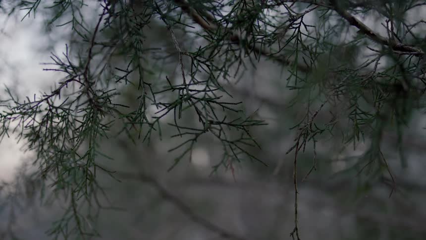 Tree branches with green needles
